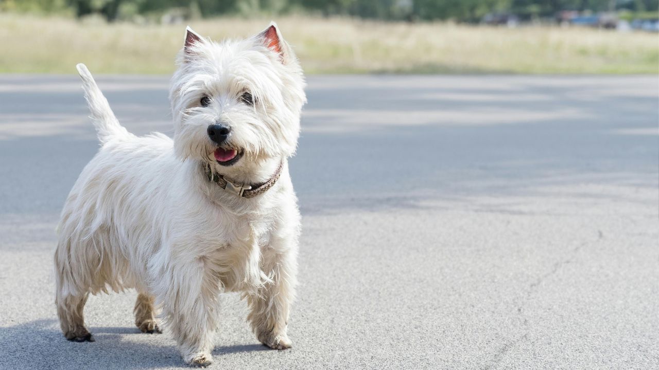 Best Pet-Friendly Parks in West LA