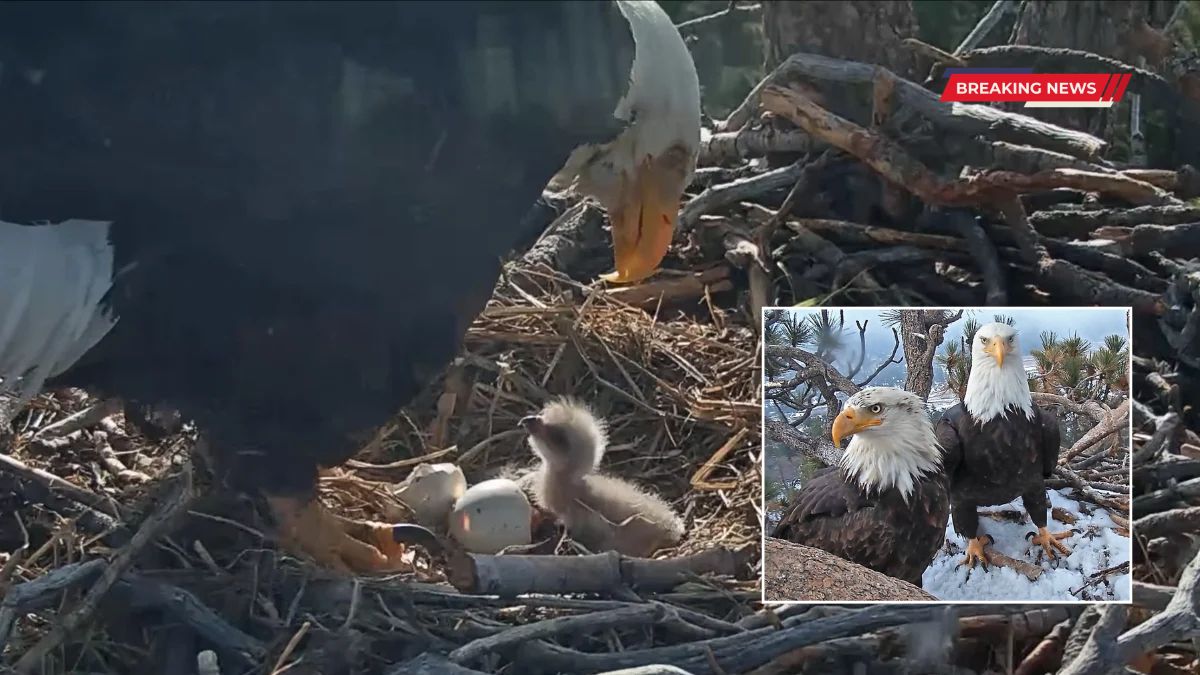 Bald Eagles
