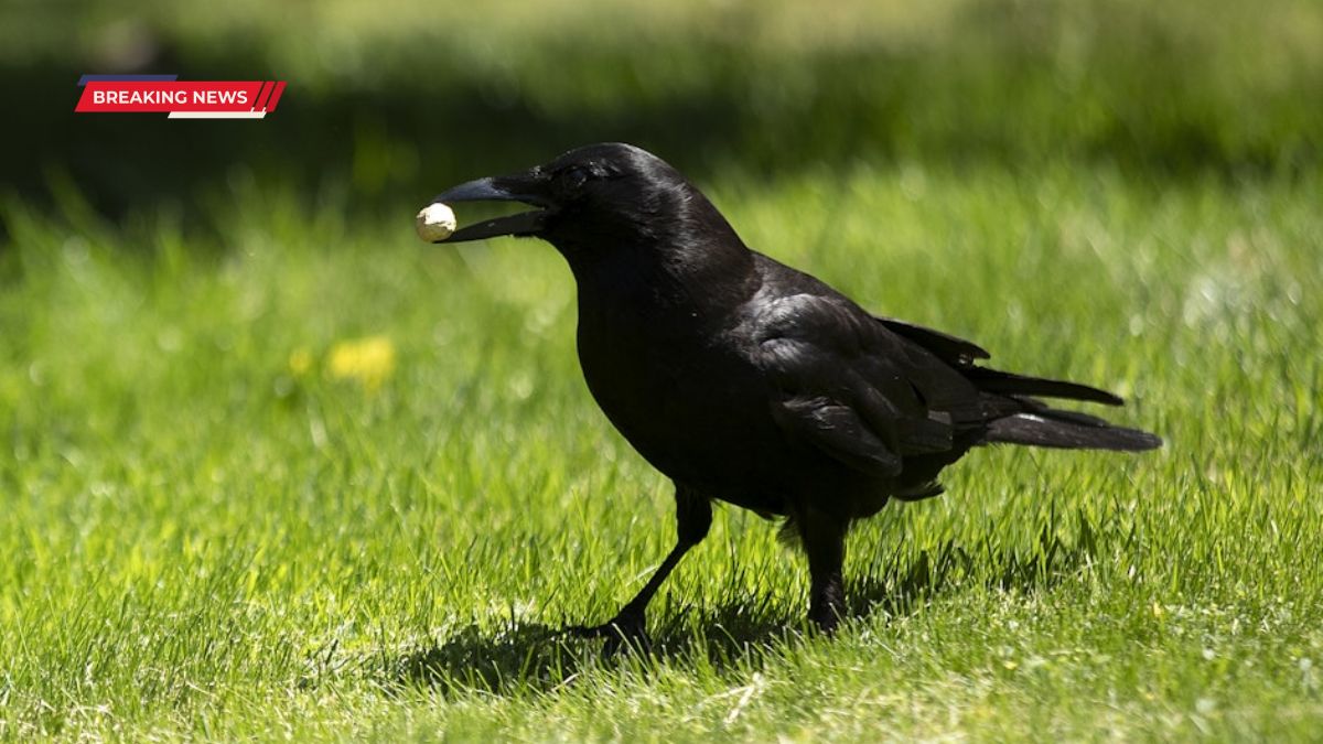 Crows