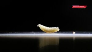 Screwworm