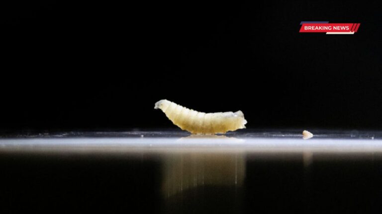 Screwworm