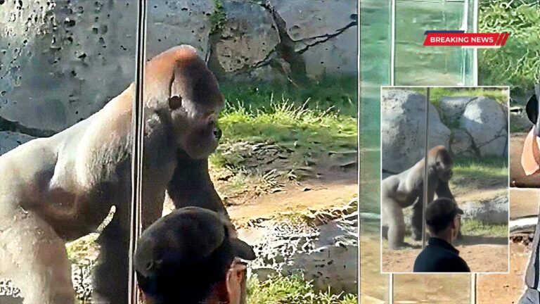 Gorilla