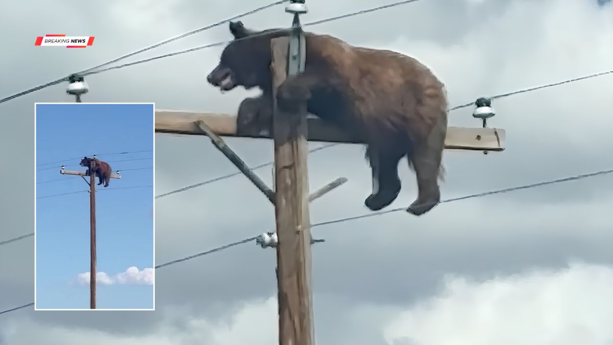 Black Bear