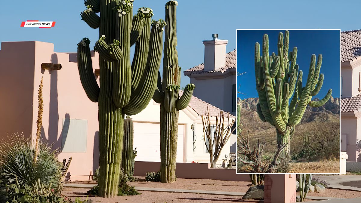 Saguaro