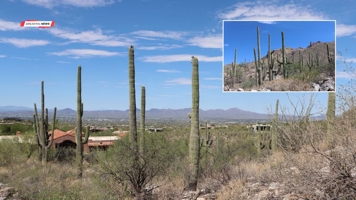 Tucson